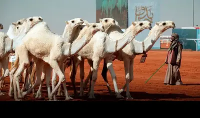 نادي الإبل يعلن أسماء المحكمين ونتائجهم في مهرجان الملك عبدالعزيز 11