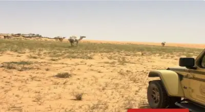 ضبط مخالف رعى 40 متنًا من الإبل في محمية الملك عبدالعزيز