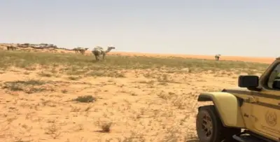ضبط مخالفين في محمية الإمام عبدالعزيز والشرقية لرعي الإبل وإشعال النار