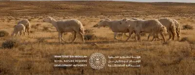 إطلاق برنامج الرعي الموسمي 2026 بمحمية الإمام تركي بن عبد الله
