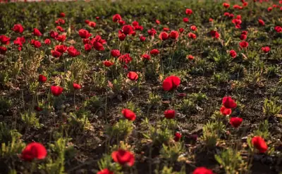 مليون وردة لتجميل الحدود الشمالية ضمن مشروع تطوير المشهد الحضري