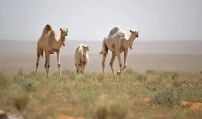 الحدود الشمالية تحتضن 70 ألف رأس من الإبل في اليوم العالمي
