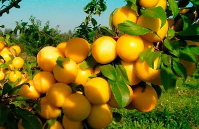 البرقوق يجذب السياح لمزارع عسير الجبلية مع موسم نضجه