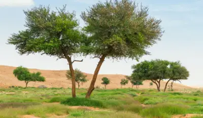الرعي الموسمي في محمية الإمام عبدالعزيز بن محمد مخصص للمجتمع المحلي