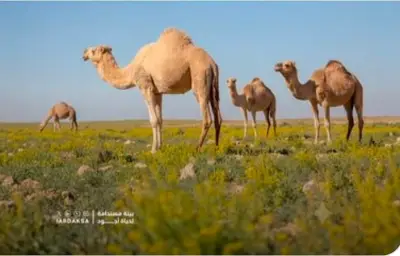الرعي الموسمي في محمية الإمام عبدالعزيز يعزز استدامة المراعي