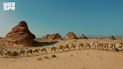 يوم الإبل العالمي: العلا تحافظ على تراث سفينة الصحراء