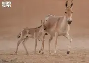 ولادة أول حمار وحشي آسيوي في السعودية منذ أكثر من 100 عام