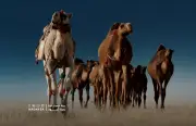 59 مخالفة رعي موسمي في محمية الإمام عبدالعزيز خلال أسبوعين