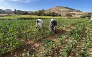 مزارعو عسير يواصلون تثميم حقول الذرة لتحسين الإنتاجية