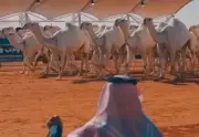 نادي الإبل يرفع نسبة الغزايز إلى 30% في شوطي بيرق الموحّد وسيف الملك