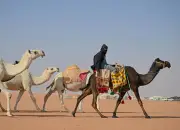تطبيع الإبل: فن ترويض الجمال في التراث السعودي