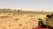 ضبط مخالف رعى 40 متنًا من الإبل في محمية الملك عبدالعزيز