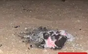 ضبط مواطن لإشعال النار في محمية الملك عبدالعزيز الملكية