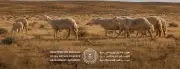 إطلاق برنامج الرعي الموسمي 2026 بمحمية الإمام تركي بن عبد الله