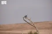 محمية الملك عبدالعزيز توثق أول تعشيش لطائر الحدأة سوداء الجناحين