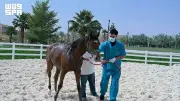 اعتراف دولي بخلو السعودية من التهاب الشرايين الفيروسي في الخيول