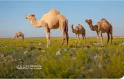 الرعي الموسمي في محمية الإمام عبدالعزيز يعزز استدامة المراعي
