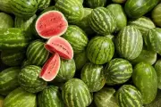 البطيخ يتصدر مشهد الصيف السعودي بإنتاج يتجاوز 620 ألف طن سنويًا