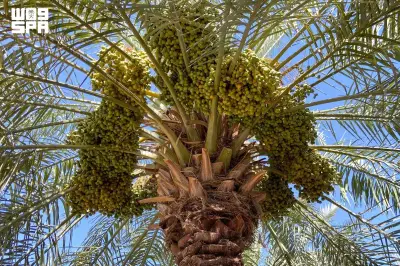 ظهور 
