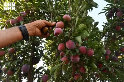 أكثر من 1.4 مليون شجرة لوزيات تدعم أسواق تبوك وتنوعها الزراعي