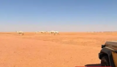 ضبط مواطن لرعي 59 من الإبل في محمية الملك عبدالعزيز الملكية