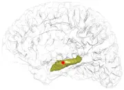 دراسة أمريكية: الدماغ يواصل معالجة اللغة حتى تحت التخدير العام